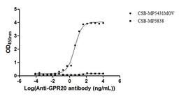 The Binding Activity of Macaca fascicularis GPR20 with Anti-GPR20 recombinant antibody. Activity: Measured by its binding ability in a functional ELISA. Immobilized Macaca fascicularis GPR20(CSB-MP5431MOV ) at 10 μg/mL can bind Anti-GPR20 recombinant antibody. The EC<sub>50</sub> is 3.549 - 6.542 ng/mL.
