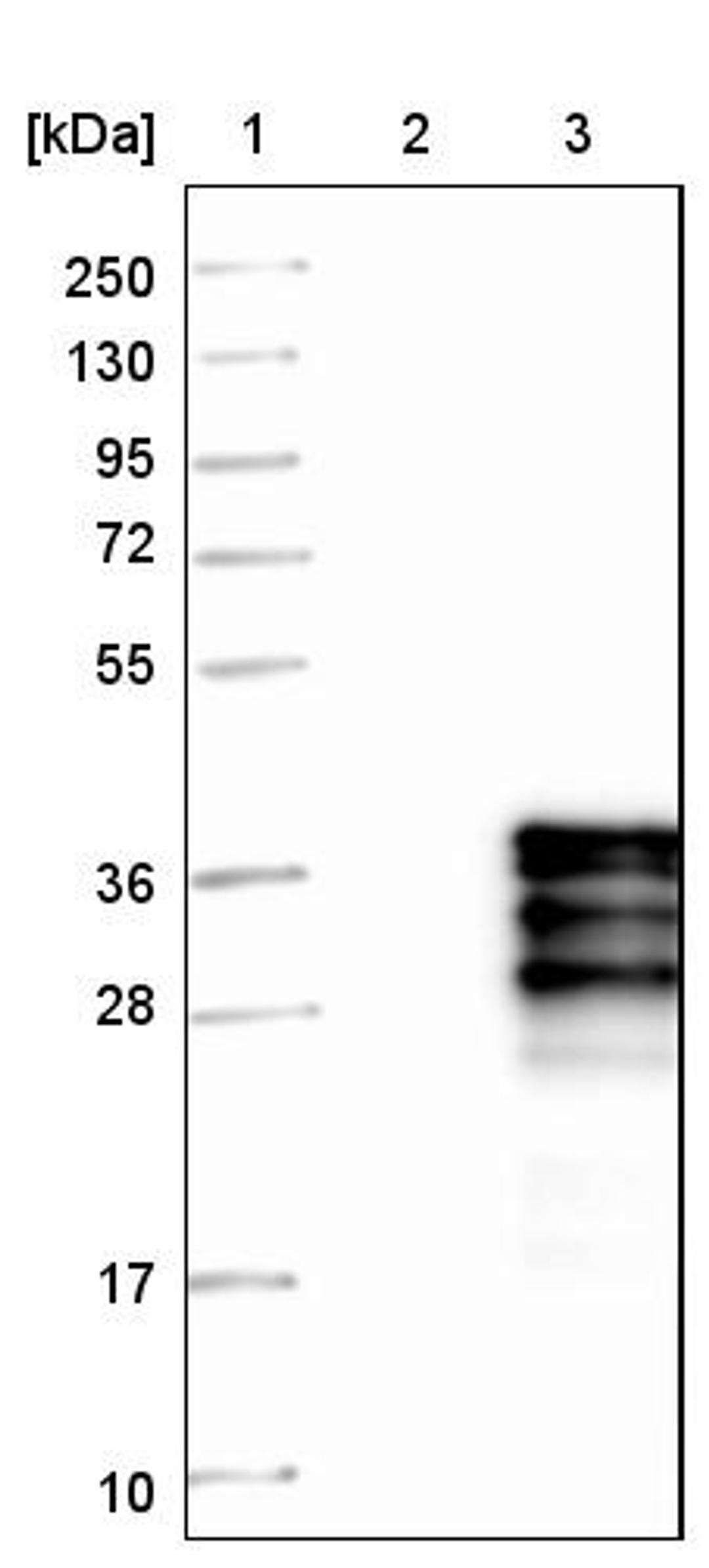 Western Blot: CDCA5 Antibody [NBP1-89530] - Lane 1: Marker [kDa] 250, 130, 95, 72, 55, 36, 28, 17, 10<br/>Lane 2: Negative control (vector only transfected HEK293T lysate)<br/>Lane 3: Over-expression lysate (Co-expressed with a C-terminal myc-DDK tag (~3.1 kDa) in mammalian HEK293T cells, LY409053)