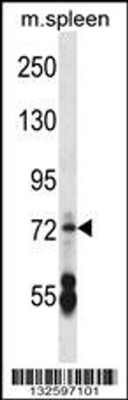 Western blot analysis in mouse spleen tissue lysates (35ug/lane).