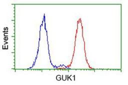 Flow Cytometry: Guanylate kinase Antibody (4A8) [NBP2-00594] - Analysis of Hela cells, using anti-Guanylate kinase antibody, (Red), compared to a nonspecific negative control antibody (Blue).