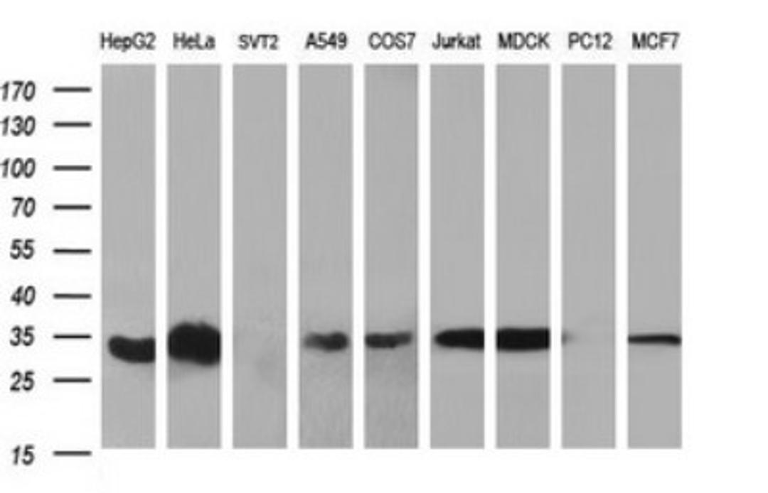 Western Blot: TXNDC Antibody (3H5) [NBP2-46143] - Analysis of extracts (35ug) from 9 different cell lines by using TMX1 monoclonal antibody (HepG2: human; HeLa: human; SVT2: mouse; A549: human; COS7: monkey; Jurkat: human; MDCK: canine; PC12: rat; MCF7: human). Dilution: 1:400