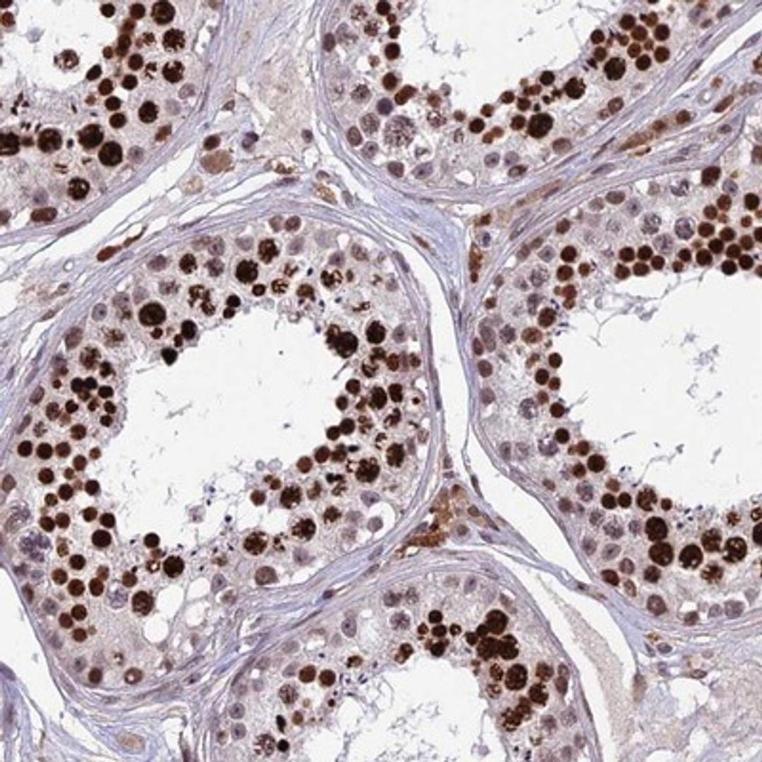 Immunohistochemistry-Paraffin: OTUD7A Antibody [NBP1-88434] - Staining of human testis shows strong nuclear positivity in cells in seminiferus ducts.