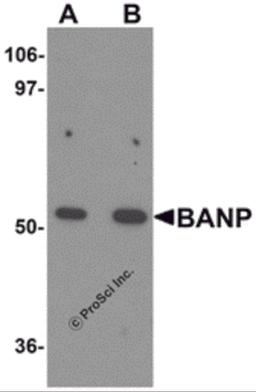 Western blot analysis of BANP in mouse kidney tissue lysate with BANP antibody at (A) 1 and (B) 2 &#956;g/mL.