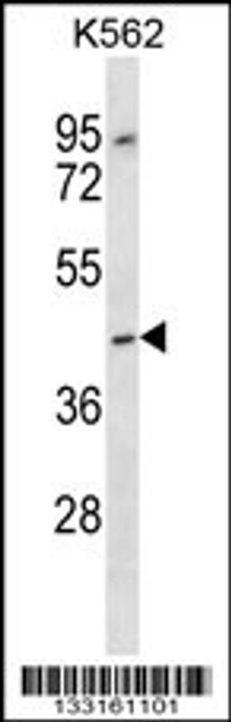 Western blot analysis in K562 cell line lysates (35ug/lane).