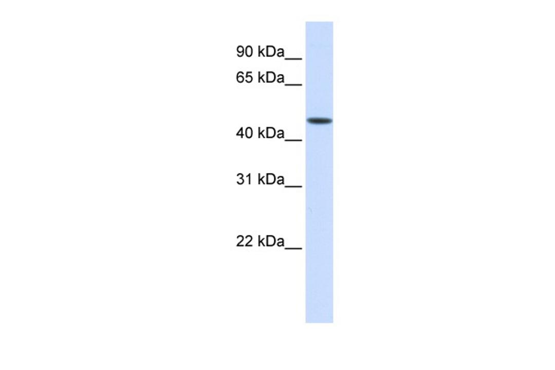 Antibody used in WB on Human Liver at 0.2-1 ug/ml.