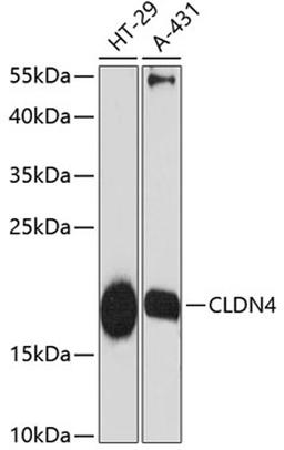 Western blot - CLDN4 antibody (A12912)