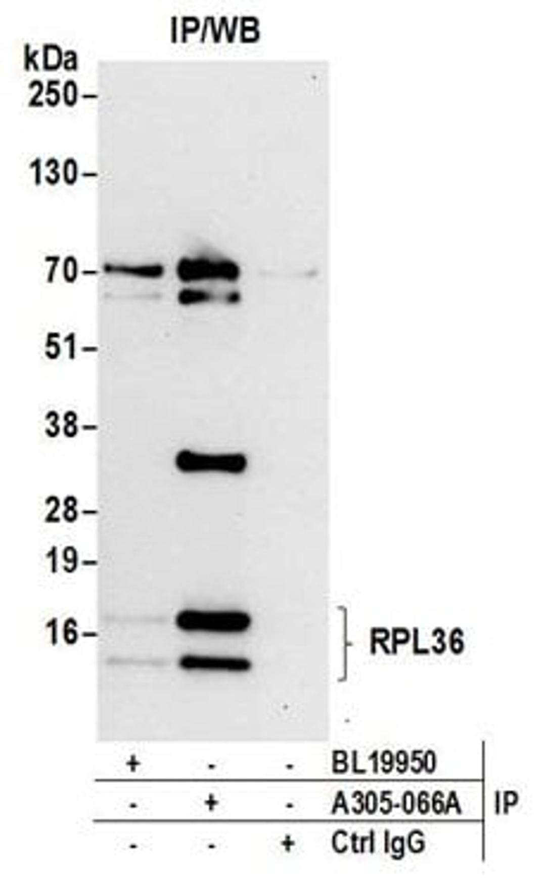 Detection of human RPL36 by western blot of immunoprecipitates.