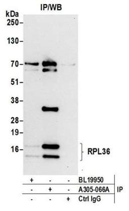 Detection of human RPL36 by western blot of immunoprecipitates.