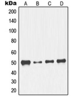 Western blot analysis of K562 (Lane 1), NIH3T3 (Lane 2), HeLa (Lane 3), Jurkat (Lane 4) whole cell lysates using NFYC antibody