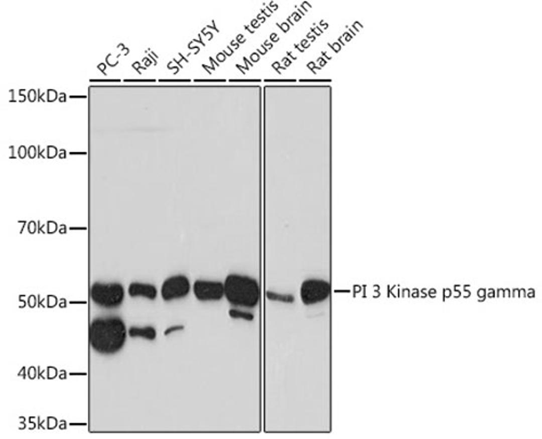 Western blot - PI 3 Kinase p55 gamma Rabbit mAb (A3980)