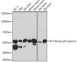 Western blot - PI 3 Kinase p55 gamma Rabbit mAb (A3980)