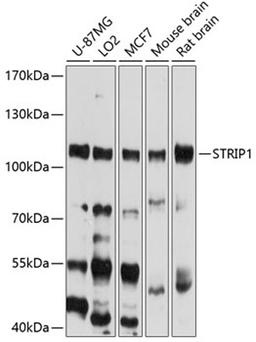 Western blot - STRIP1 antibody (A10334)