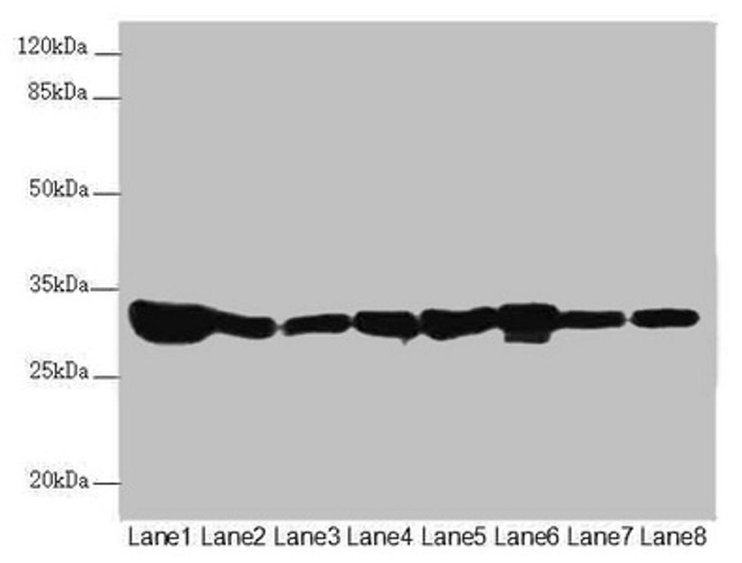 Western blot. All lanes: ECHS1 antibody at 3.55µg/ml. Lane 1: Rat heart tissue. Lane 2: Mouse liver tissue. Lane 3: Mouse skeletal muscle tissue. Lane 4: Hela whole cell lysate. Lane 5: HepG2 whole cell lysate. Lane 6: MCF-7 whole cell lysate. Lane 7: Jurkat whole cell lysate. Lane 8: A549 whole cell lysate. Secondary. Goat polyclonal to rabbit IgG at 1/10000 dilution. Predicted band size: 32 kDa. Observed band size: 32 kDa