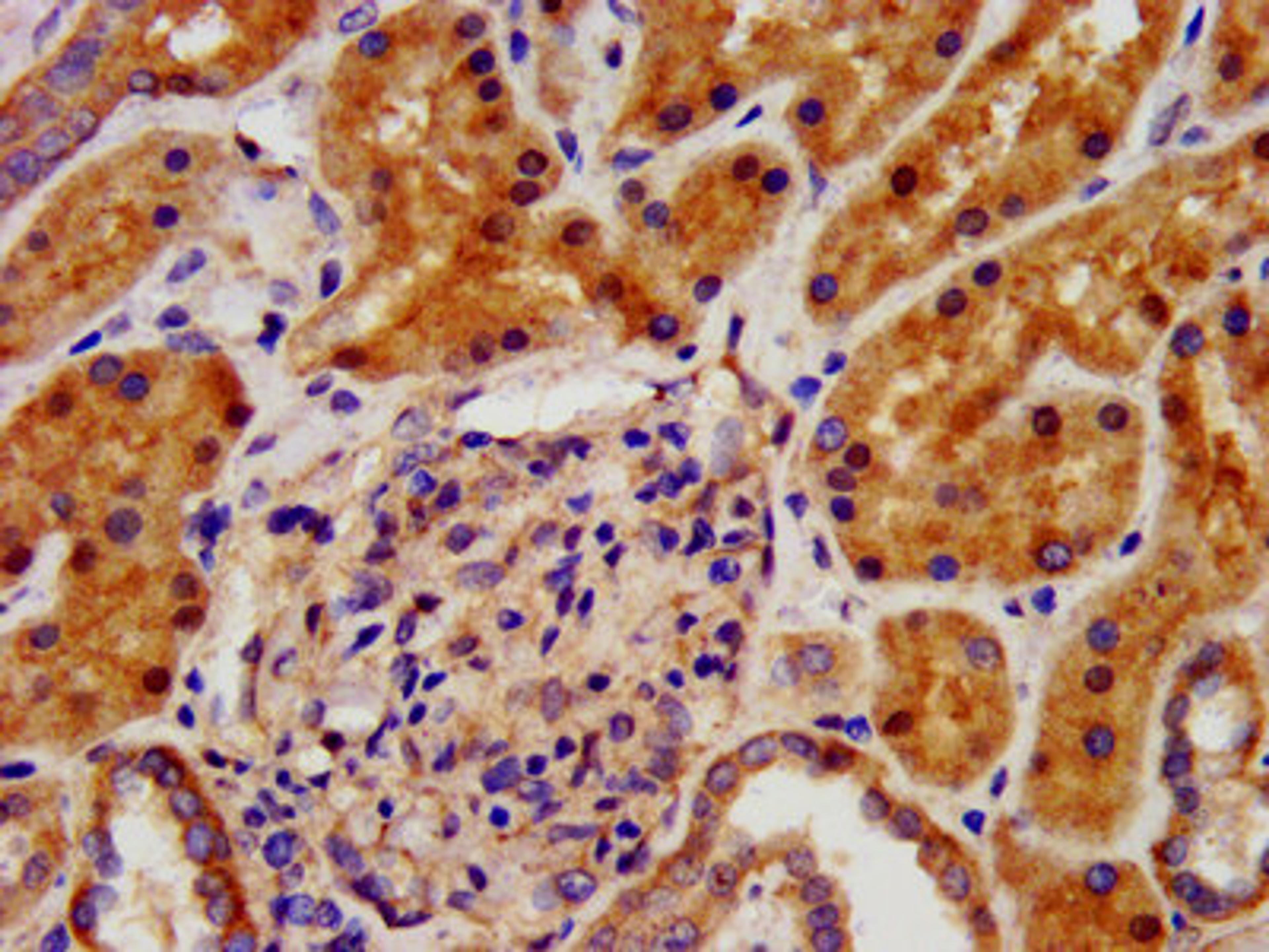 IHC image of CSB-PA622791LA01HU diluted at 1:500 and staining in paraffin-embedded human kidney tissue performed on a Leica BondTM system. After dewaxing and hydration, antigen retrieval was mediated by high pressure in a citrate buffer (pH 6.0). Section was blocked with 10% normal goat serum 30min at RT. Then primary antibody (1% BSA) was incubated at 4°C overnight. The primary is detected by a biotinylated secondary antibody and visualized using an HRP conjugated SP system.