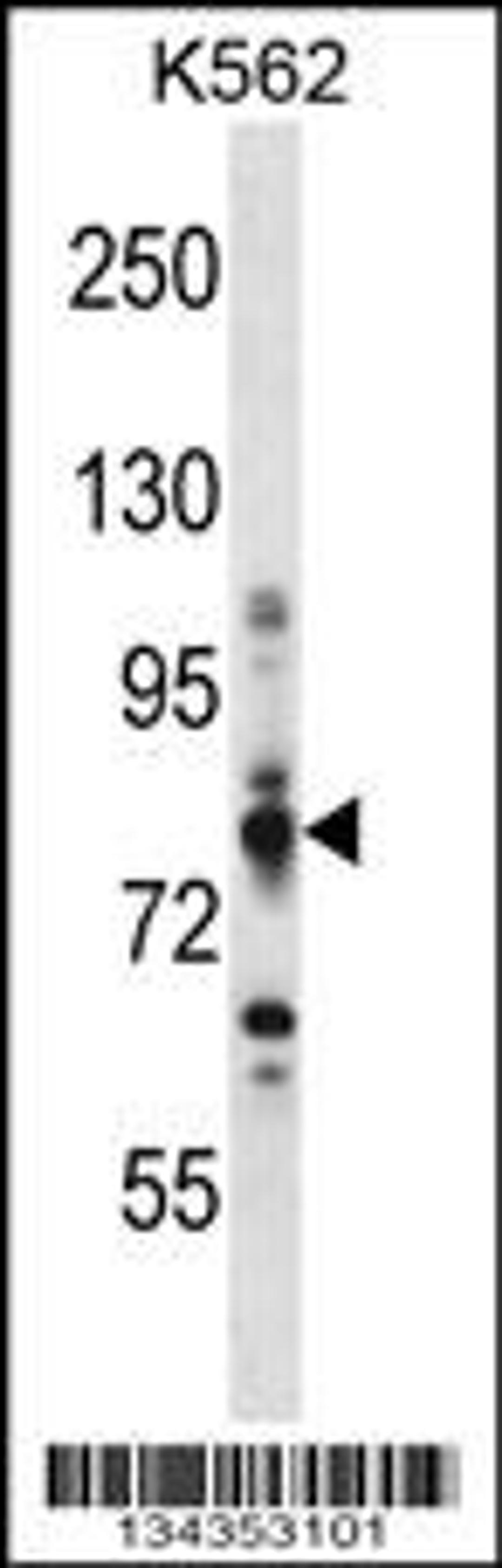 Western blot analysis in K562 cell line lysates (35ug/lane).