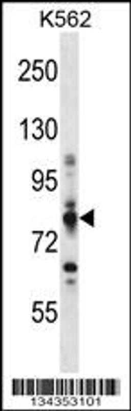 Western blot analysis in K562 cell line lysates (35ug/lane).