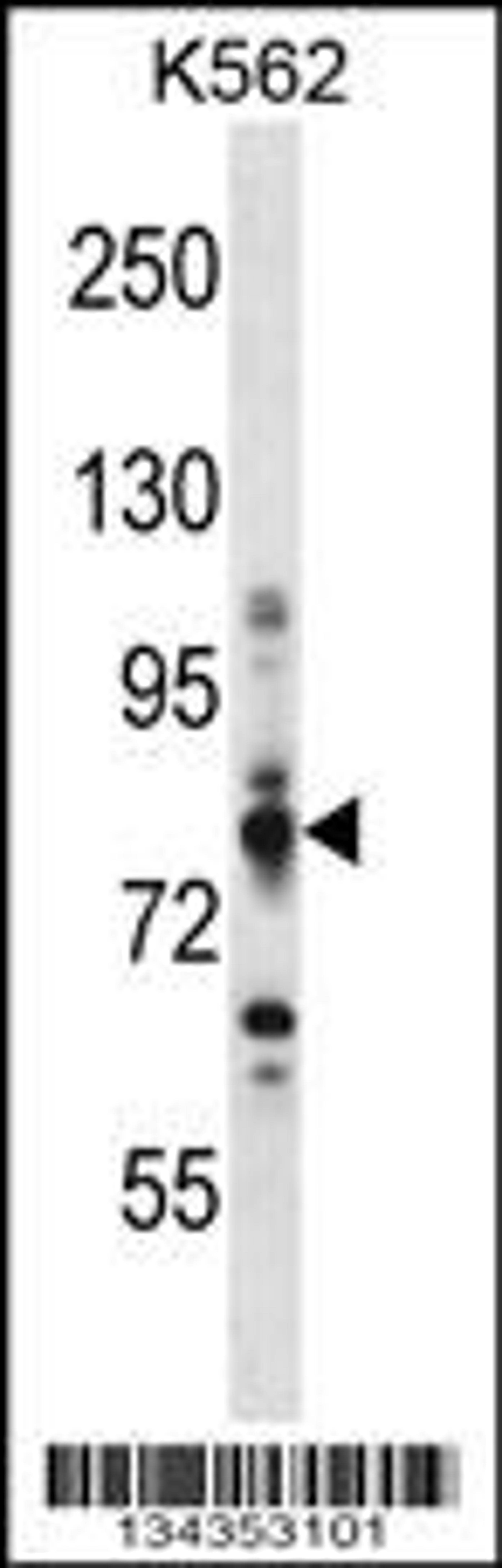 Western blot analysis in K562 cell line lysates (35ug/lane).