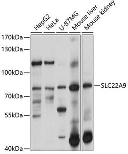 Western blot - SLC22A9 antibody (A10434)