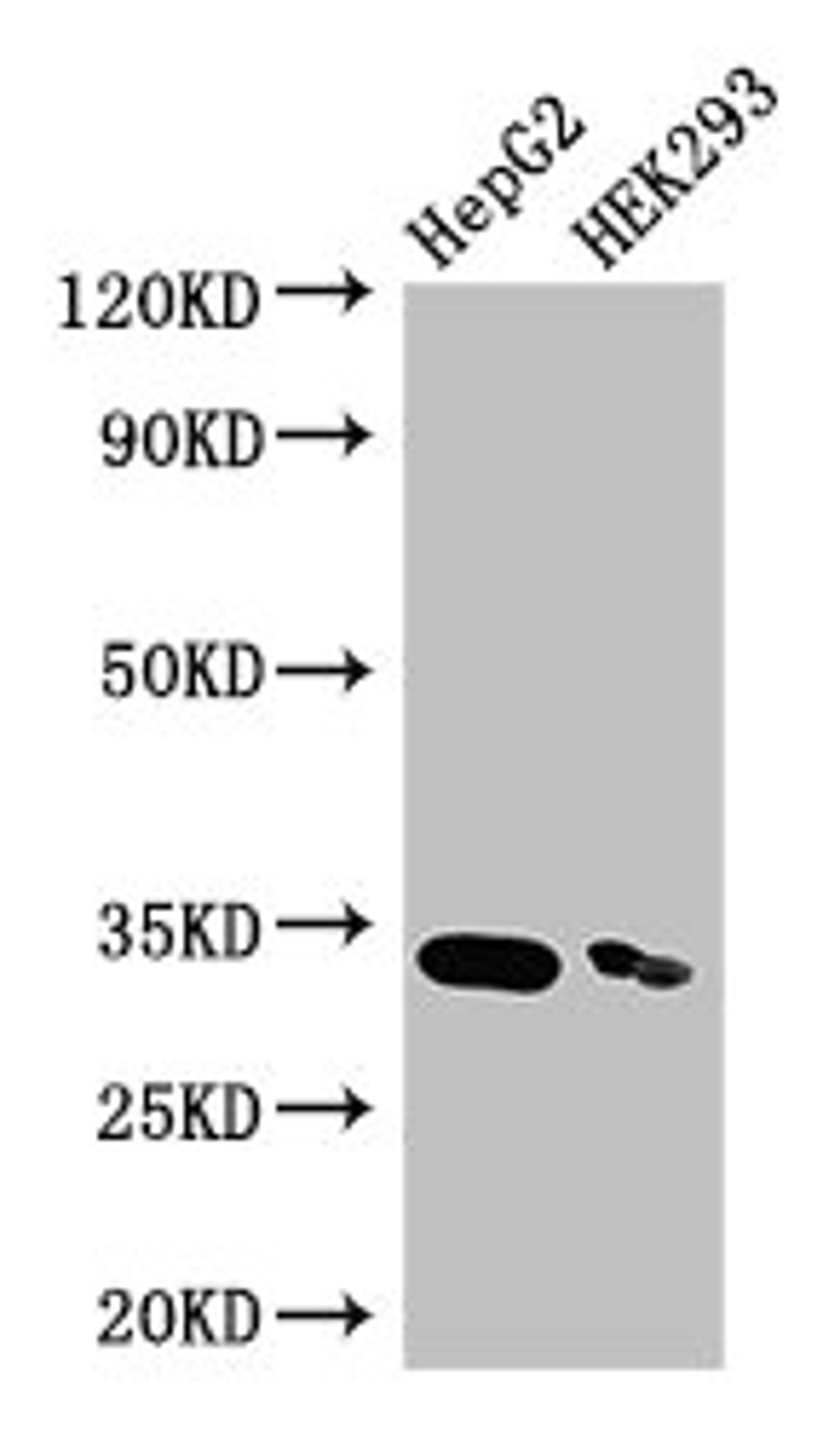 Western Blot. Positive WB detected in: HepG2 whole cell lysate, HEK293 whole cell lysate. All lanes: CRKL antibody at 3.5µg/ml. Secondary. Goat polyclonal to rabbit IgG at 1/50000 dilution. Predicted band size: 34 kDa. Observed band size: 34 kDa