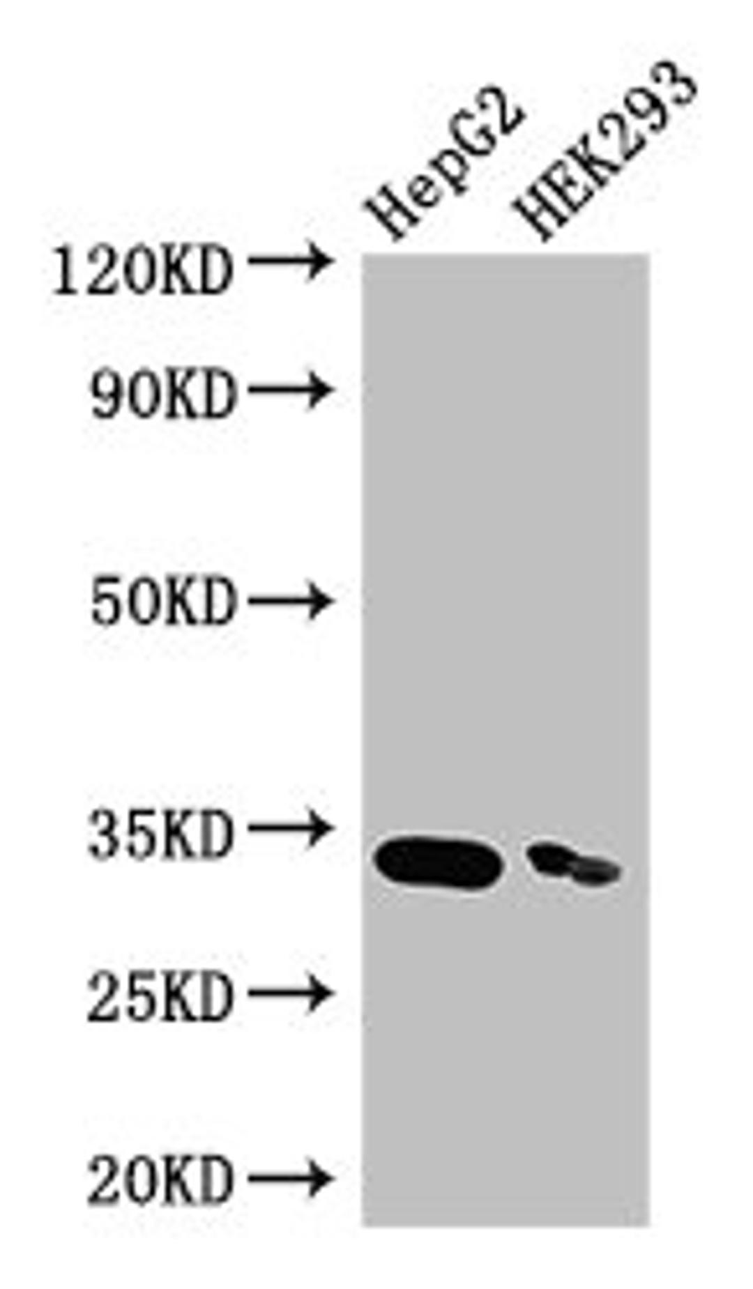 Western Blot. Positive WB detected in: HepG2 whole cell lysate, HEK293 whole cell lysate. All lanes: CRKL antibody at 3.5µg/ml. Secondary. Goat polyclonal to rabbit IgG at 1/50000 dilution. Predicted band size: 34 kDa. Observed band size: 34 kDa