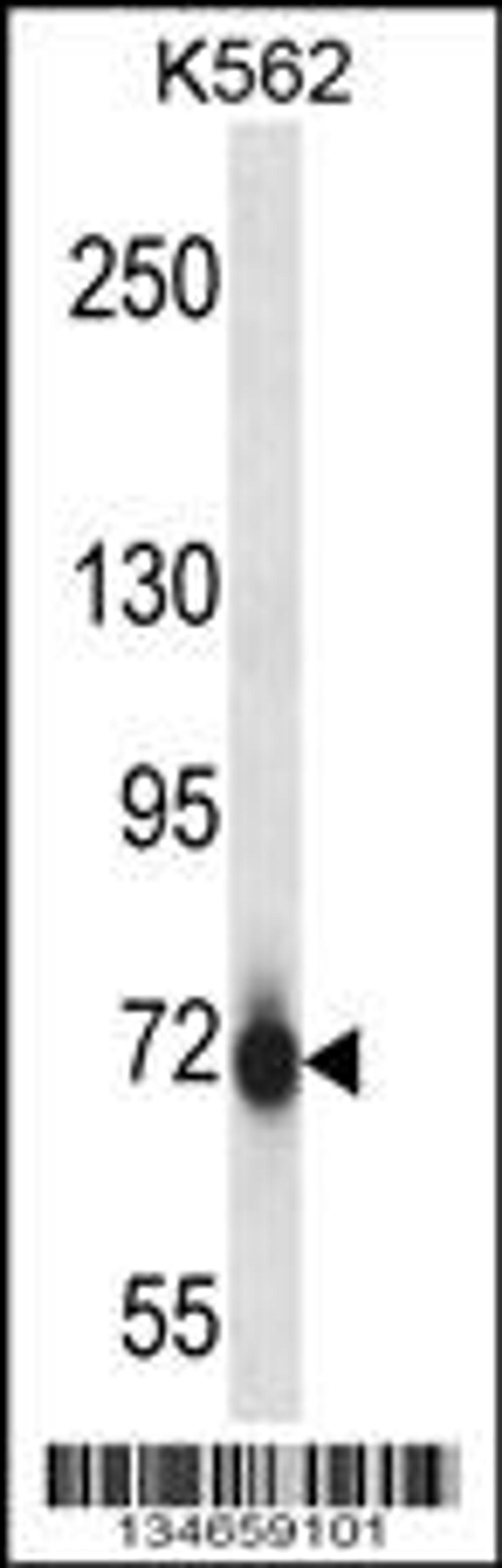 Western blot analysis in K562 cell line lysates (35ug/lane).