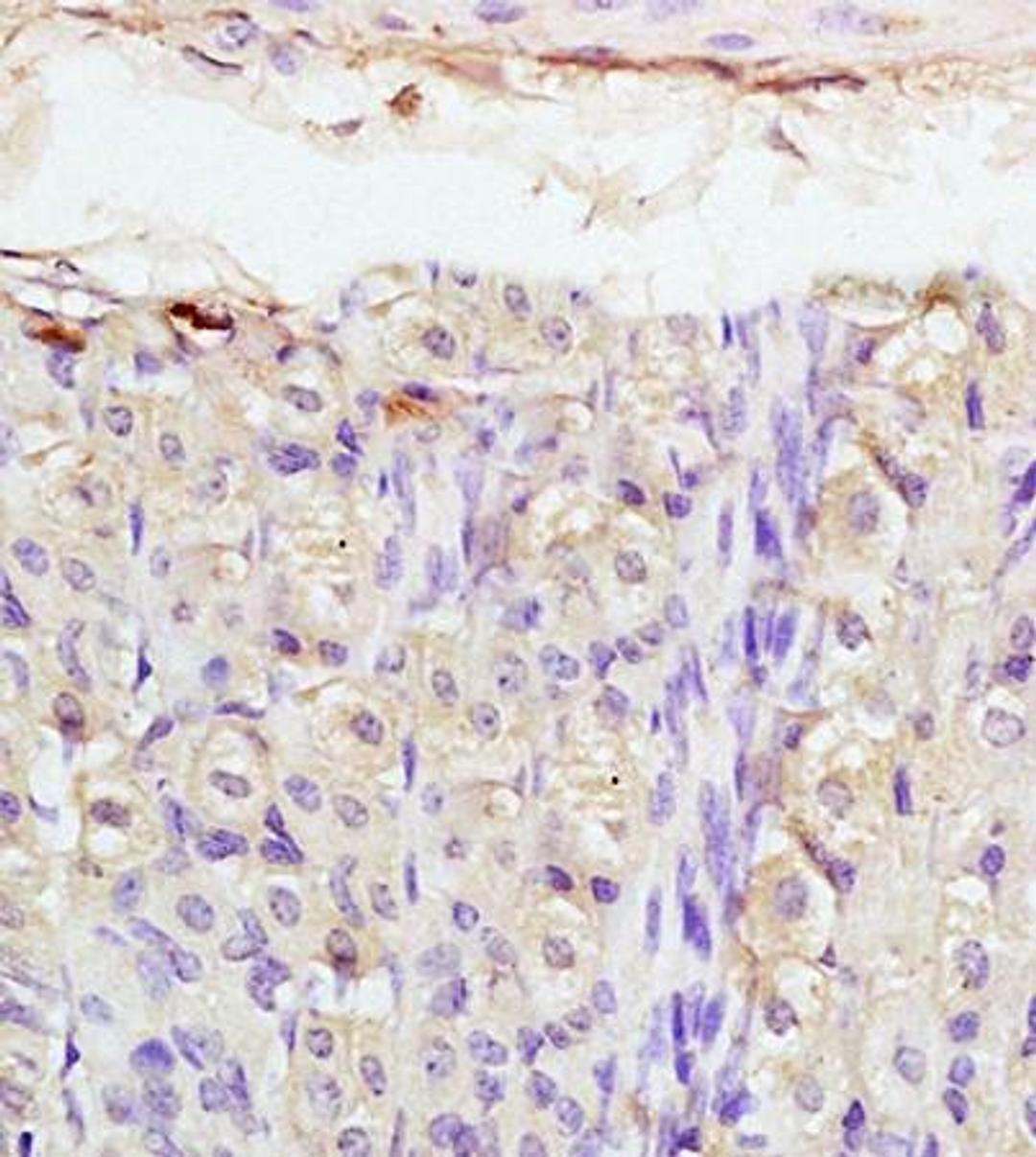 Immunohistochemical analysis of formalin fixed and paraffin embedded mouse stomach tissue using PTHrP antibody