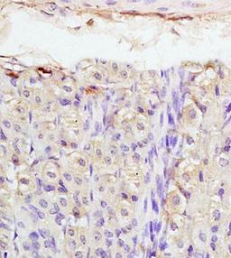 Immunohistochemical analysis of formalin fixed and paraffin embedded mouse stomach tissue using PTHrP antibody