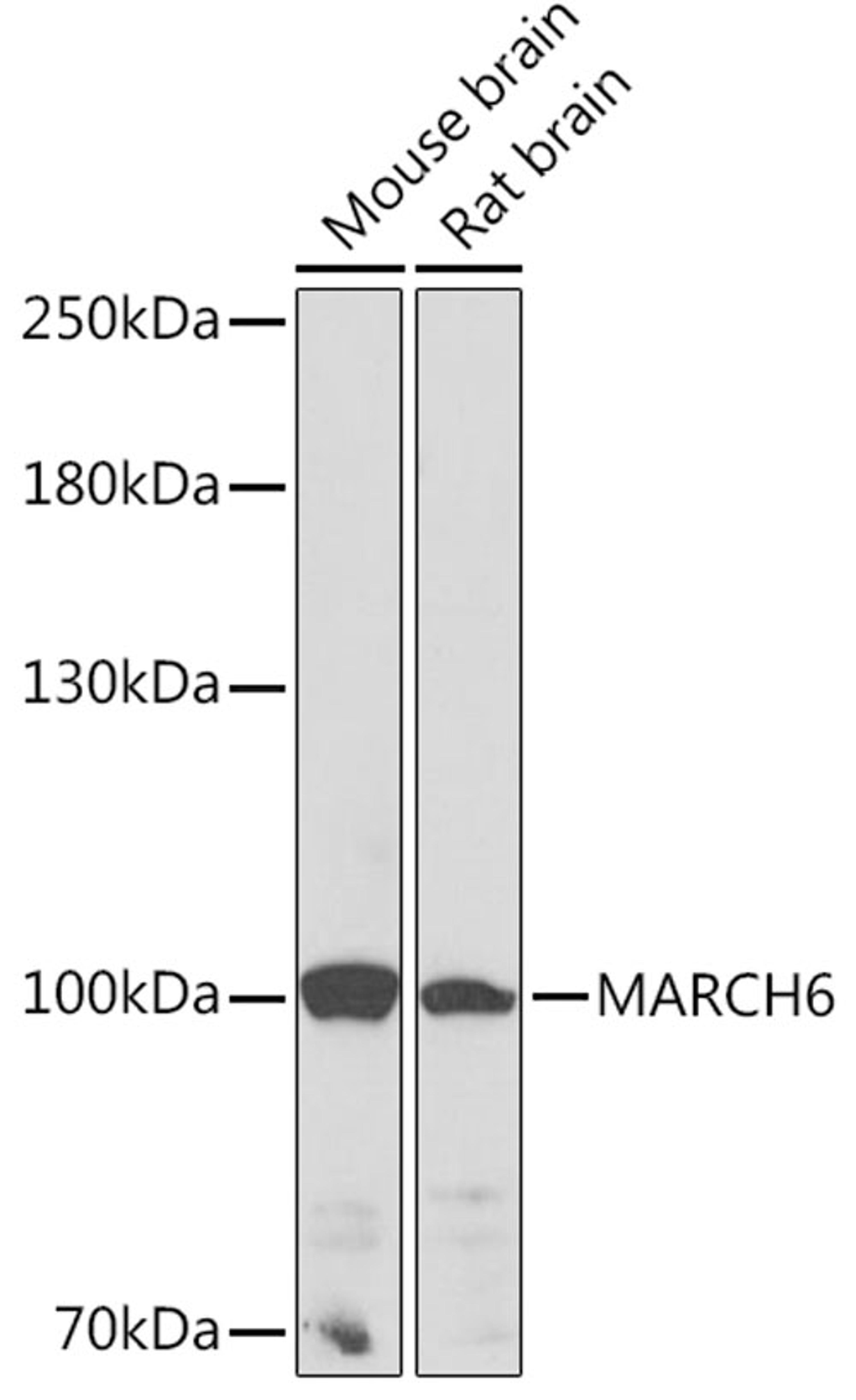 Western blot - MARCH6 Rabbit pAb (A16096)