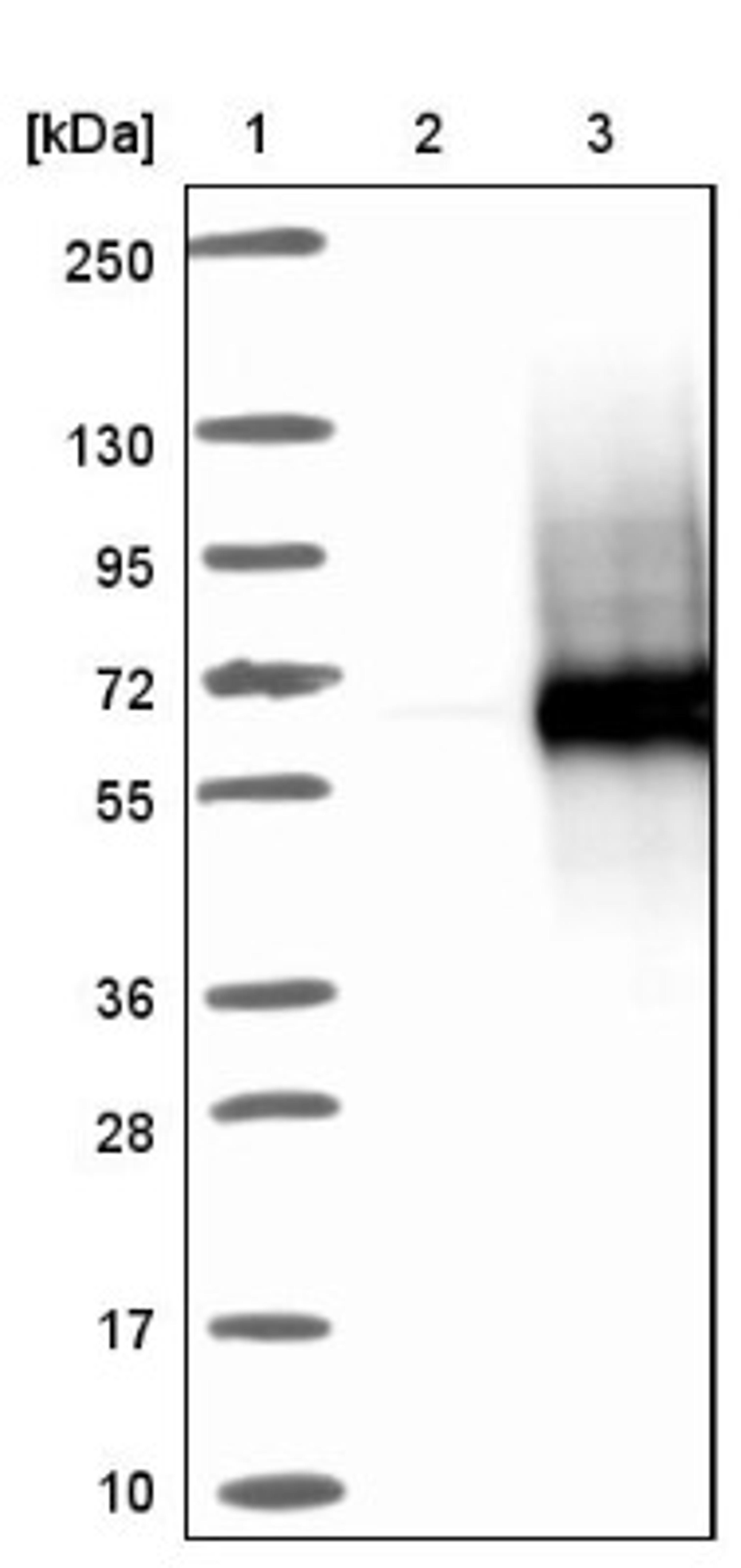 Western Blot: SPOCK2 Antibody [NBP1-92442] - Lane 1: Marker [kDa] 250, 130, 95, 72, 55, 36, 28, 17, 10<br/>Lane 2: Negative control (vector only transfected HEK293T lysate)<br/>Lane 3: Over-expression lysate (Co-expressed with a C-terminal myc-DDK tag (~3.1 kDa) in mammalian HEK293T cells, LY414995)