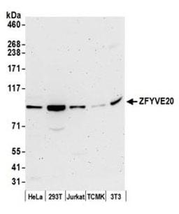 Detection of human and mouse ZFYVE20 by western blot.