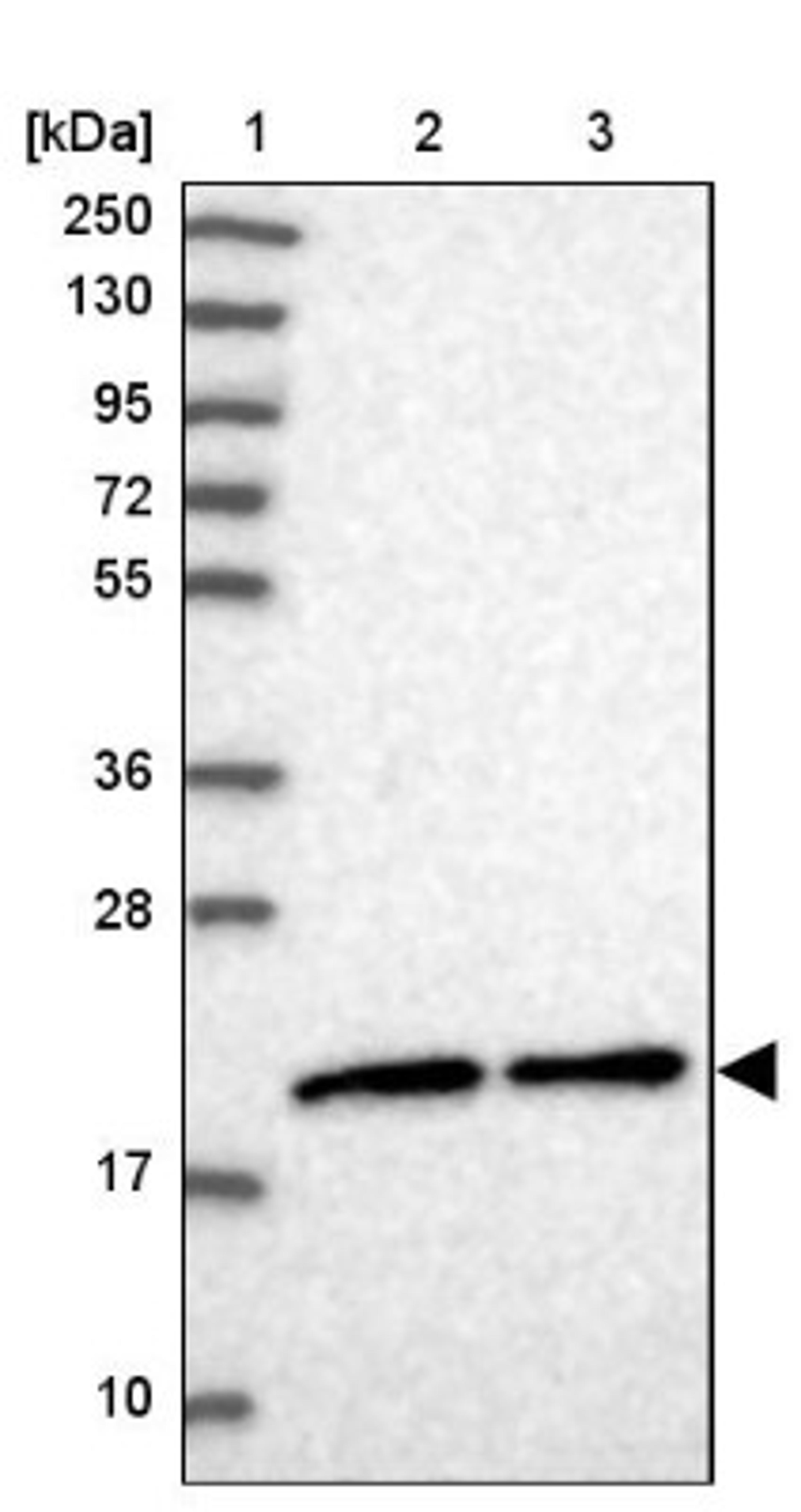 Western Blot: MRPS25 Antibody [NBP1-85151] - Lane 1: Marker [kDa] 250, 130, 95, 72, 55, 36, 28, 17, 10<br/>Lane 2: Human cell line RT-4<br/>Lane 3: Human cell line U-251MG sp