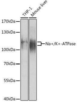 Western blot - Na+/K+-ATPase1 antibody (A12405)