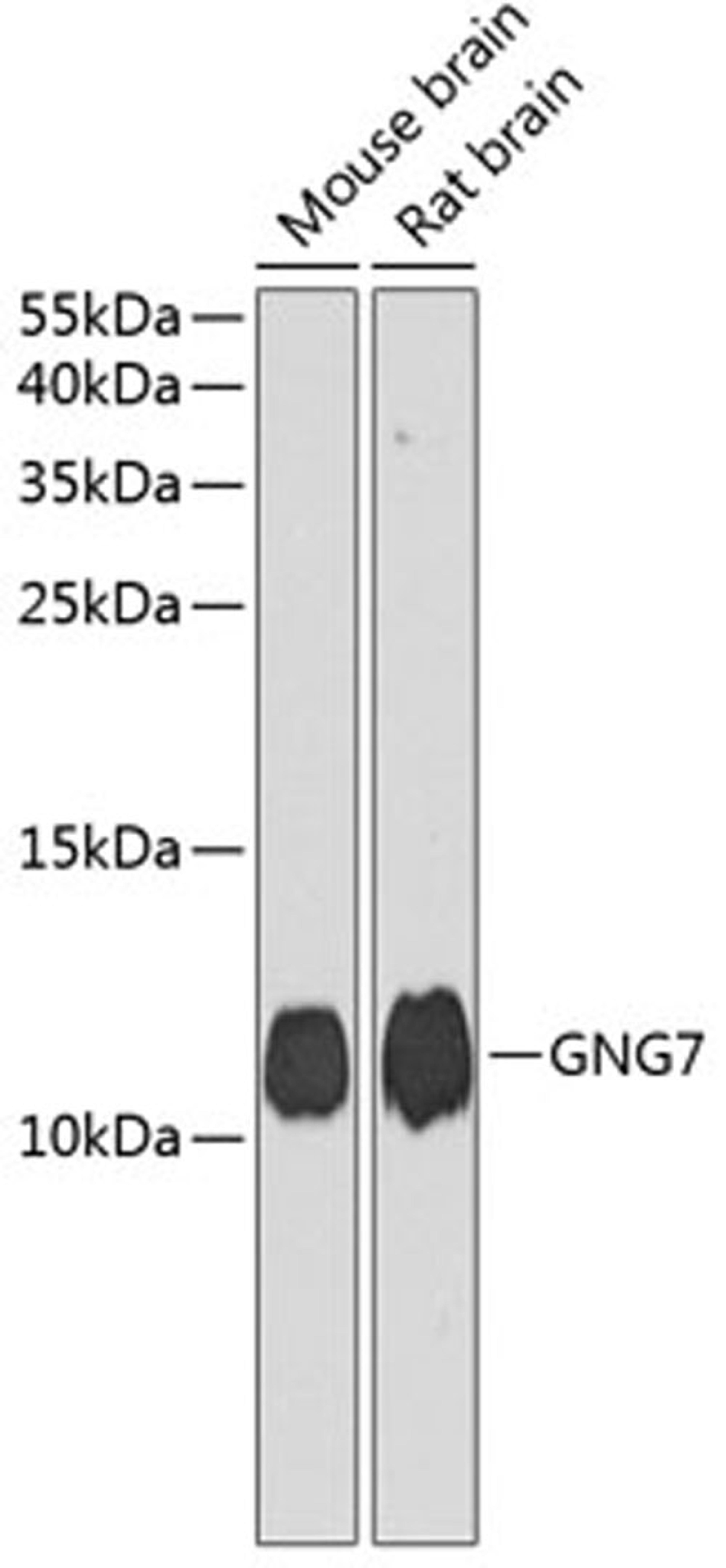 Western blot - GNG7 antibody (A10009)