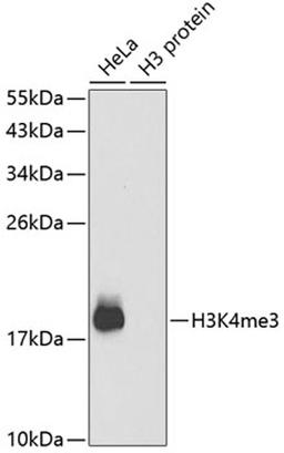 Western blot - TriMethyl-Histone H3-K4 antibody (A2357)