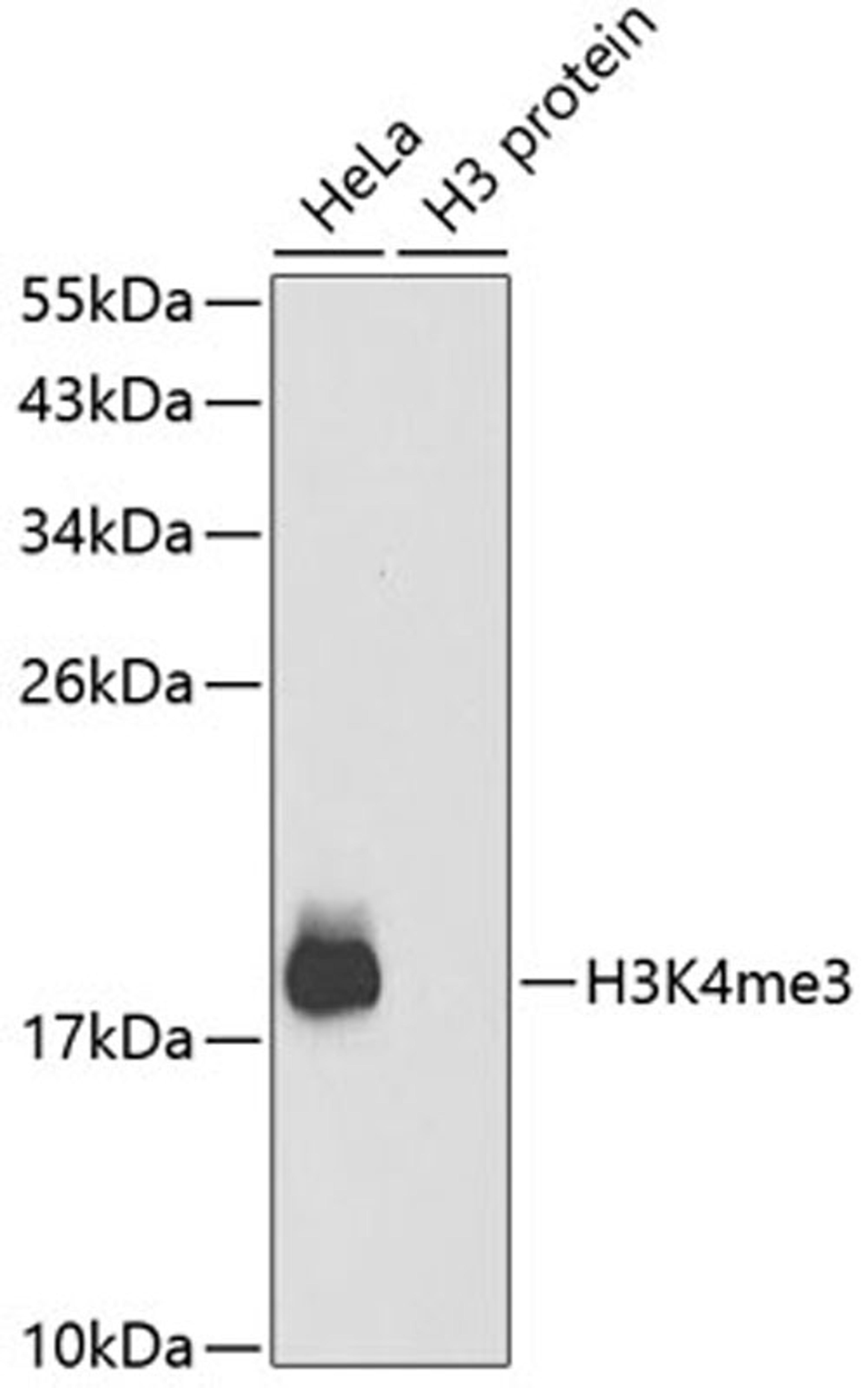 Western blot - TriMethyl-Histone H3-K4 antibody (A2357)