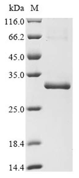 (Tris-Glycine gel) Discontinuous SDS-PAGE (reduced) with 5% enrichment gel and 15% separation gel.
