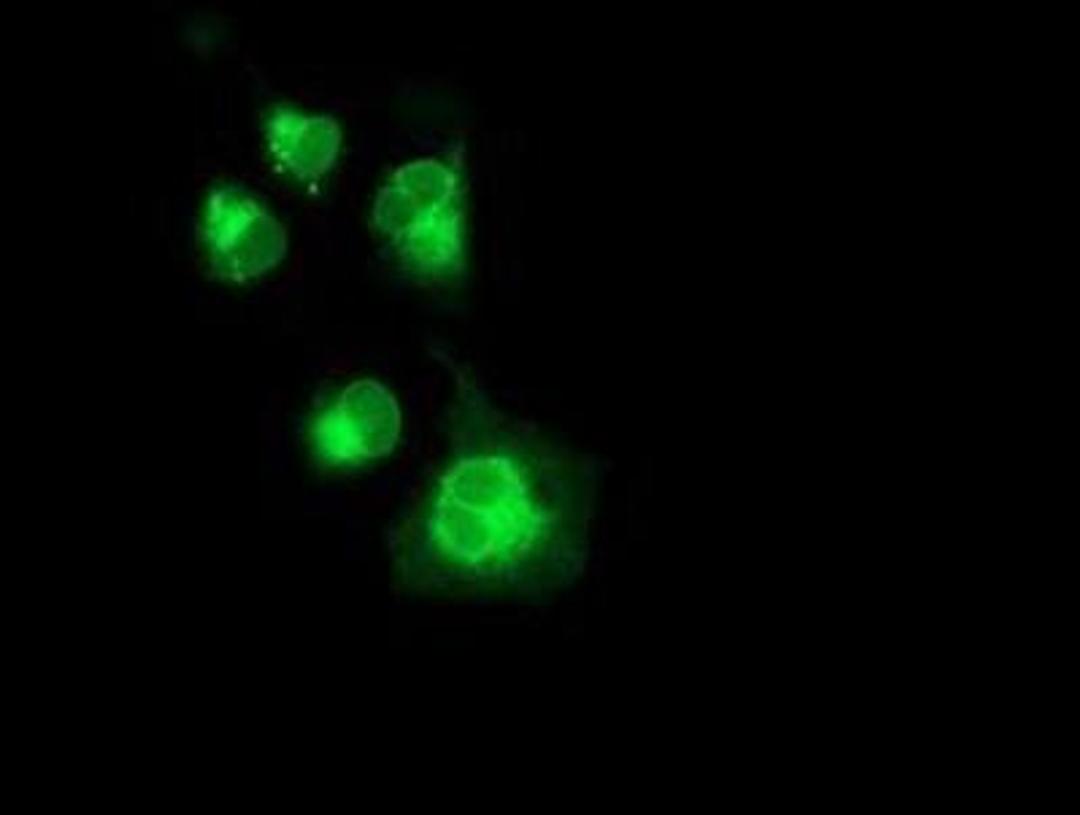 Immunocytochemistry/Immunofluorescence: Neuroplastin Antibody (3C4) [NBP2-01793] - Staining of COS7 cells transiently transfected by pCMV6-ENTRY NPTN.