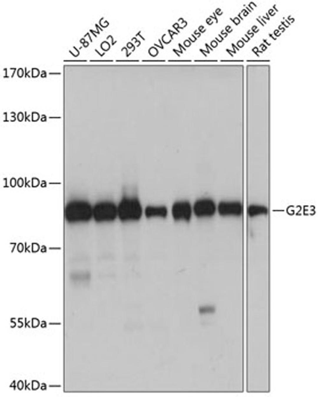 Western blot - G2E3 antibody (A14410)