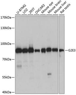 Western blot - G2E3 antibody (A14410)