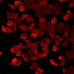 Immunofluorescent analysis of U2OS cells using PRDX5 antibody