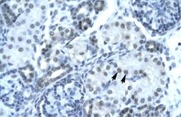 Antibody used in IHC on Human Kidney at 4.0-8.0 ug/ml.