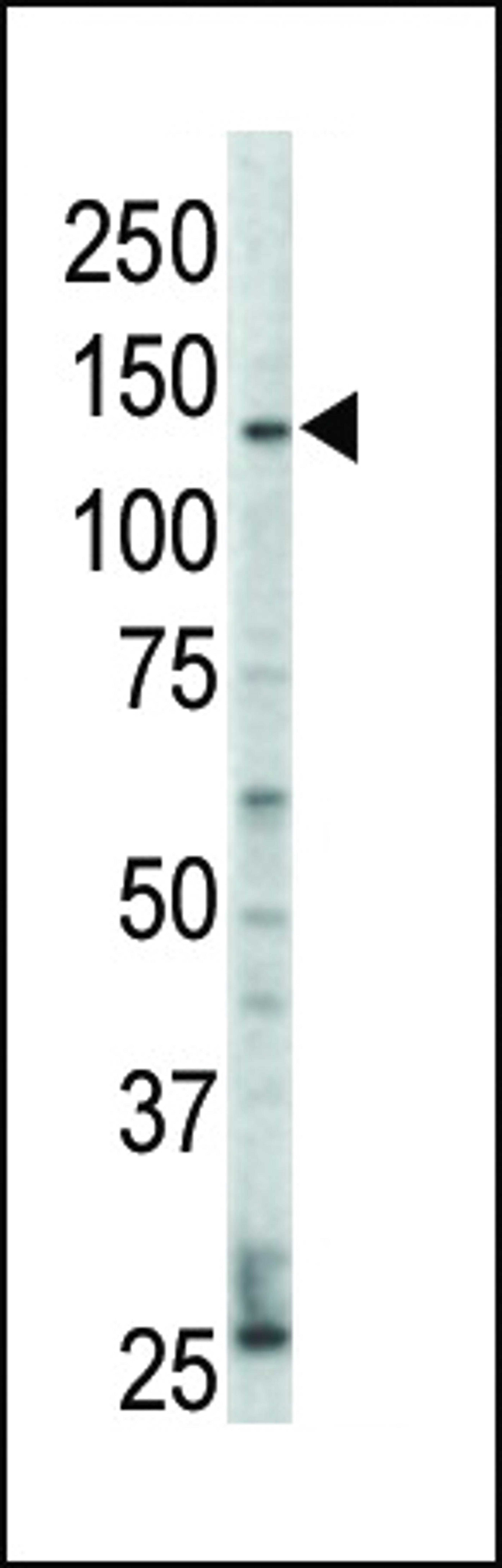 Western blot analysis of anti-ErbB4 Pab in HL60 cell lysate