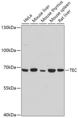 Western blot - TEC antibody (A0189)