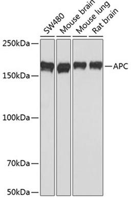 Western blot - APC antibody (A17912)