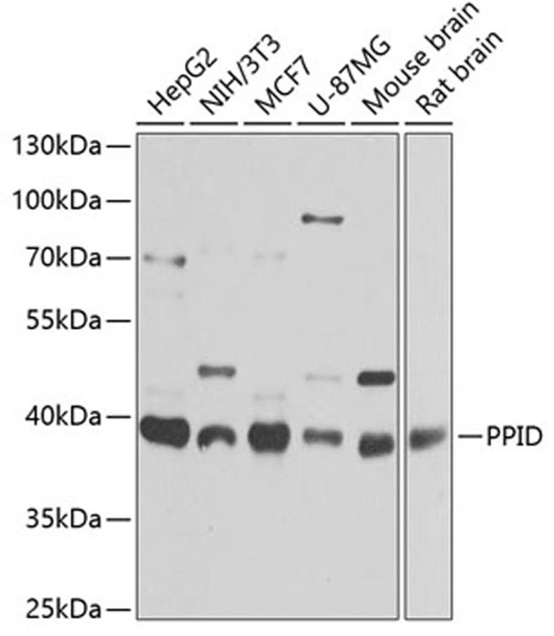 Western blot - PPID antibody (A6949)