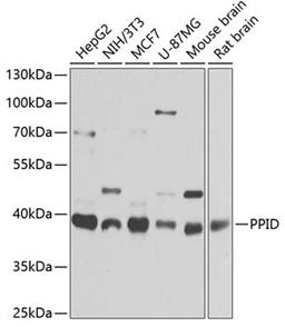 Western blot - PPID antibody (A6949)