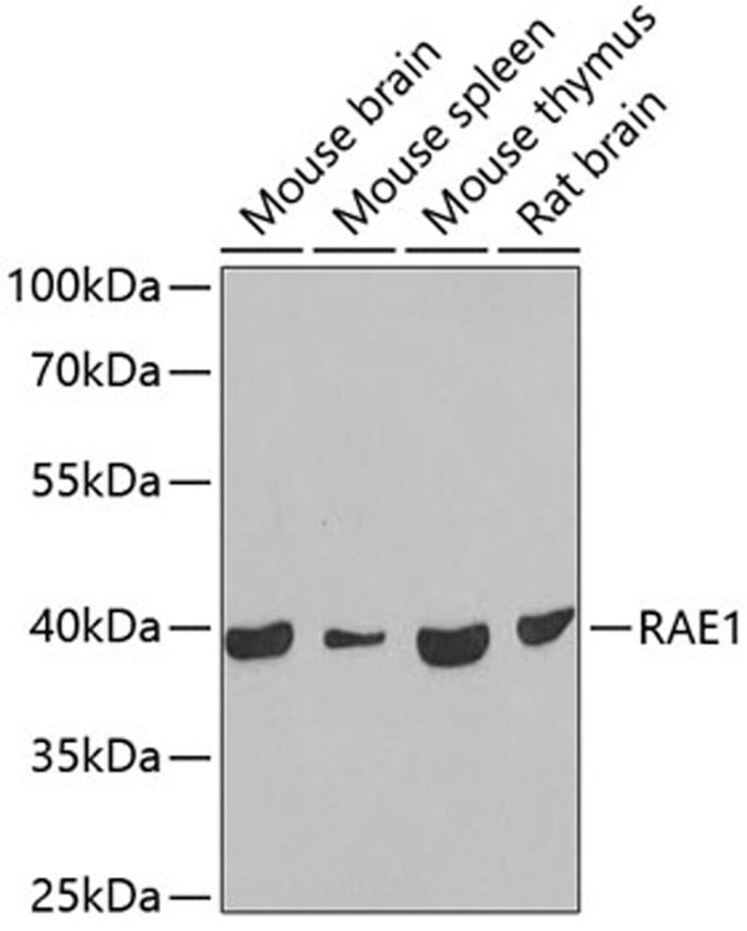 Western blot - RAE1 antibody (A6713)