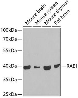 Western blot - RAE1 antibody (A6713)