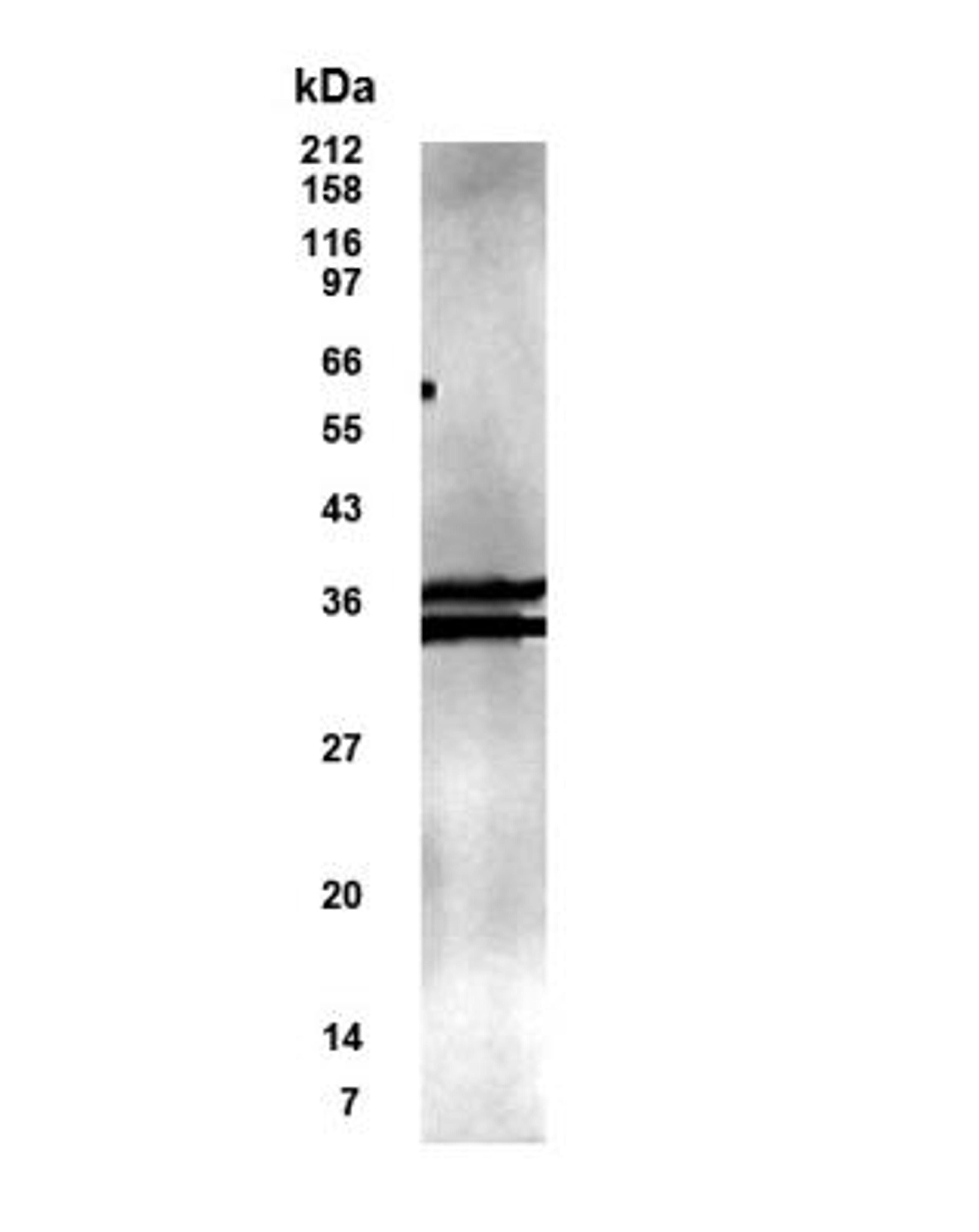 Western Blot: KLF13 Antibody [NB200-107] - KLF13 in lysate of KLF13  / RFLAT-1 transfected COS cells with NB200-107 at a dilution of 1-500