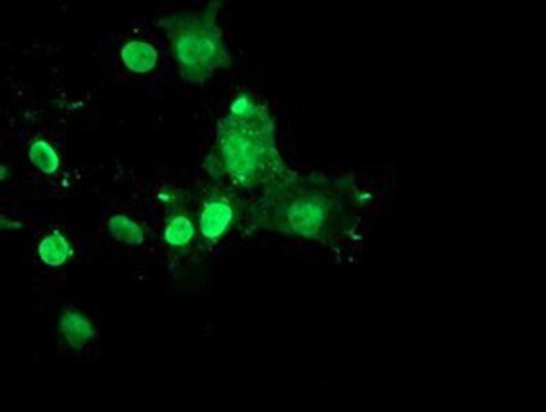 Immunocytochemistry/Immunofluorescence: RYBP/DEDAF Antibody (1B2) [NBP2-02009] Staining of COS7 cells transiently transfected by pCMV6-ENTRY RYBP/DEDAF.